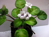 Deinostigma tamiana (was Primulina tamiana ) Deinostigma tamiana (was Primulina tamiana )